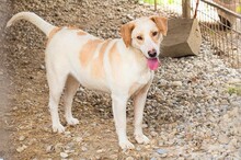 MELLY, Hund, Mischlingshund in Kroatien - Bild 2