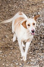 MELLY, Hund, Mischlingshund in Kroatien - Bild 3