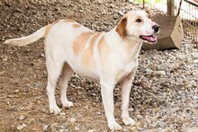 MELLY, Hund, Mischlingshund in Kroatien - Bild 4
