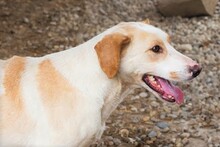 MELLY, Hund, Mischlingshund in Kroatien - Bild 5