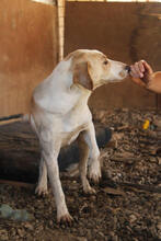 MELLY, Hund, Mischlingshund in Kroatien - Bild 6