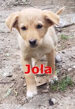JOLA, Hund, Mischlingshund in Leipzig - Bild 2