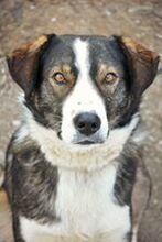 RIMO, Hund, Mischlingshund in Bulgarien - Bild 2