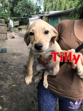 TILLY, Hund, Mischlingshund in Bulgarien - Bild 1