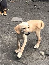 TILLY, Hund, Mischlingshund in Bulgarien - Bild 3
