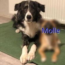 MOLLE, Hund, Mischlingshund in Oberahr - Bild 1