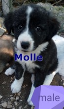 MOLLE, Hund, Mischlingshund in Oberahr - Bild 2