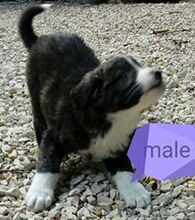 MOLLE, Hund, Mischlingshund in Oberahr - Bild 3