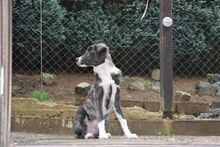 MOLLE, Hund, Mischlingshund in Oberahr - Bild 7