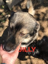 JILLY, Hund, Siberian Husky-Deutscher Schäferhund-Mix in Bulgarien - Bild 1