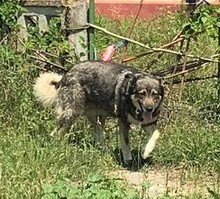 JILLY, Hund, Siberian Husky-Deutscher Schäferhund-Mix in Bulgarien - Bild 4