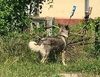 JILLY, Hund, Siberian Husky-Deutscher Schäferhund-Mix in Bulgarien - Bild 5