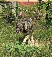 JILLY, Hund, Siberian Husky-Deutscher Schäferhund-Mix in Bulgarien - Bild 6