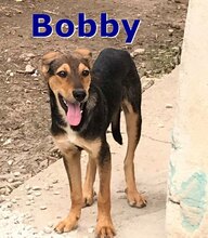 BOBBY, Hund, Mischlingshund in Bulgarien - Bild 1
