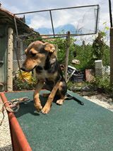 BOBBY, Hund, Mischlingshund in Bulgarien - Bild 3