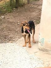 BOBBY, Hund, Mischlingshund in Bulgarien - Bild 4