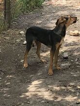 BOBBY, Hund, Mischlingshund in Bulgarien - Bild 5