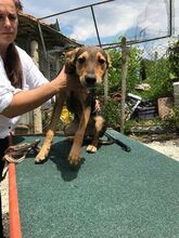 BOBBY, Hund, Mischlingshund in Bulgarien - Bild 8