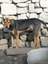 BOBBY, Hund, Mischlingshund in Bulgarien - Bild 9