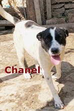 CHANEL, Hund, Mischlingshund in Bulgarien - Bild 1