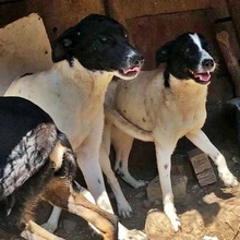 CHANEL, Hund, Mischlingshund in Bulgarien - Bild 2