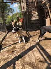 CHANEL, Hund, Mischlingshund in Bulgarien - Bild 5