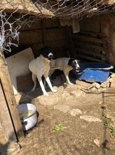 CHANEL, Hund, Mischlingshund in Bulgarien - Bild 9