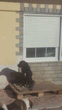 ALFI, Hund, Mischlingshund in Griechenland - Bild 3