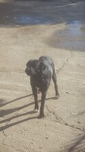 ALFI, Hund, Mischlingshund in Griechenland - Bild 5