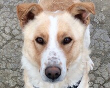 TOVAR, Hund, Mischlingshund in Ungarn - Bild 1