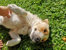 TOVAR, Hund, Mischlingshund in Ungarn - Bild 10