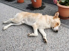 TOVAR, Hund, Mischlingshund in Ungarn - Bild 13