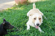 TOVAR, Hund, Mischlingshund in Ungarn - Bild 15