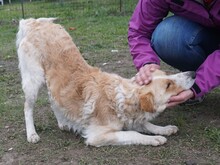 TOVAR, Hund, Mischlingshund in Ungarn - Bild 17