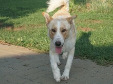 TOVAR, Hund, Mischlingshund in Ungarn - Bild 19