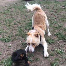 DUWO, Hund, Mischlingshund in Ungarn - Bild 20