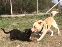 TOVAR, Hund, Mischlingshund in Ungarn - Bild 21