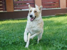 DUWO, Hund, Mischlingshund in Ungarn - Bild 3