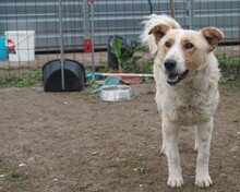 TOVAR, Hund, Mischlingshund in Ungarn - Bild 7
