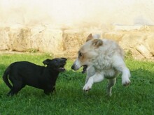 TOVAR, Hund, Mischlingshund in Ungarn - Bild 9