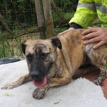 HANNA, Hund, Bardino-Mix in Mommenheim - Bild 5