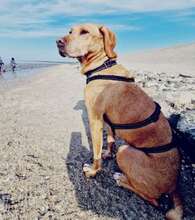 JAN, Hund, Mischlingshund in Griechenland - Bild 2