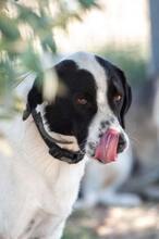 PANAJOTI, Hund, Mischlingshund in Griechenland - Bild 1