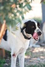 PANAJOTI, Hund, Mischlingshund in Griechenland - Bild 2