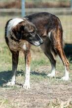 ELVIS, Hund, Molosser-Mix in Griechenland - Bild 2