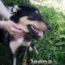JEENA, Hund, Mischlingshund in Russische Föderation - Bild 2
