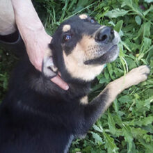 JEENA, Hund, Mischlingshund in Russische Föderation - Bild 3