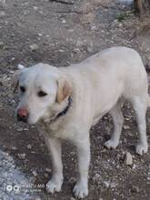 FIFI, Hund, Mischlingshund in Griechenland - Bild 2