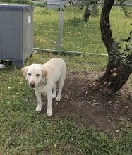 FIFI, Hund, Mischlingshund in Griechenland - Bild 4