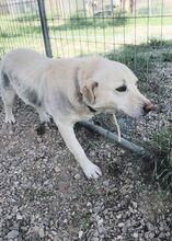 FIFI, Hund, Mischlingshund in Griechenland - Bild 5